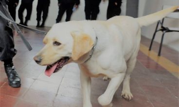 Above and beyond the call of duty: police powers and over-reach