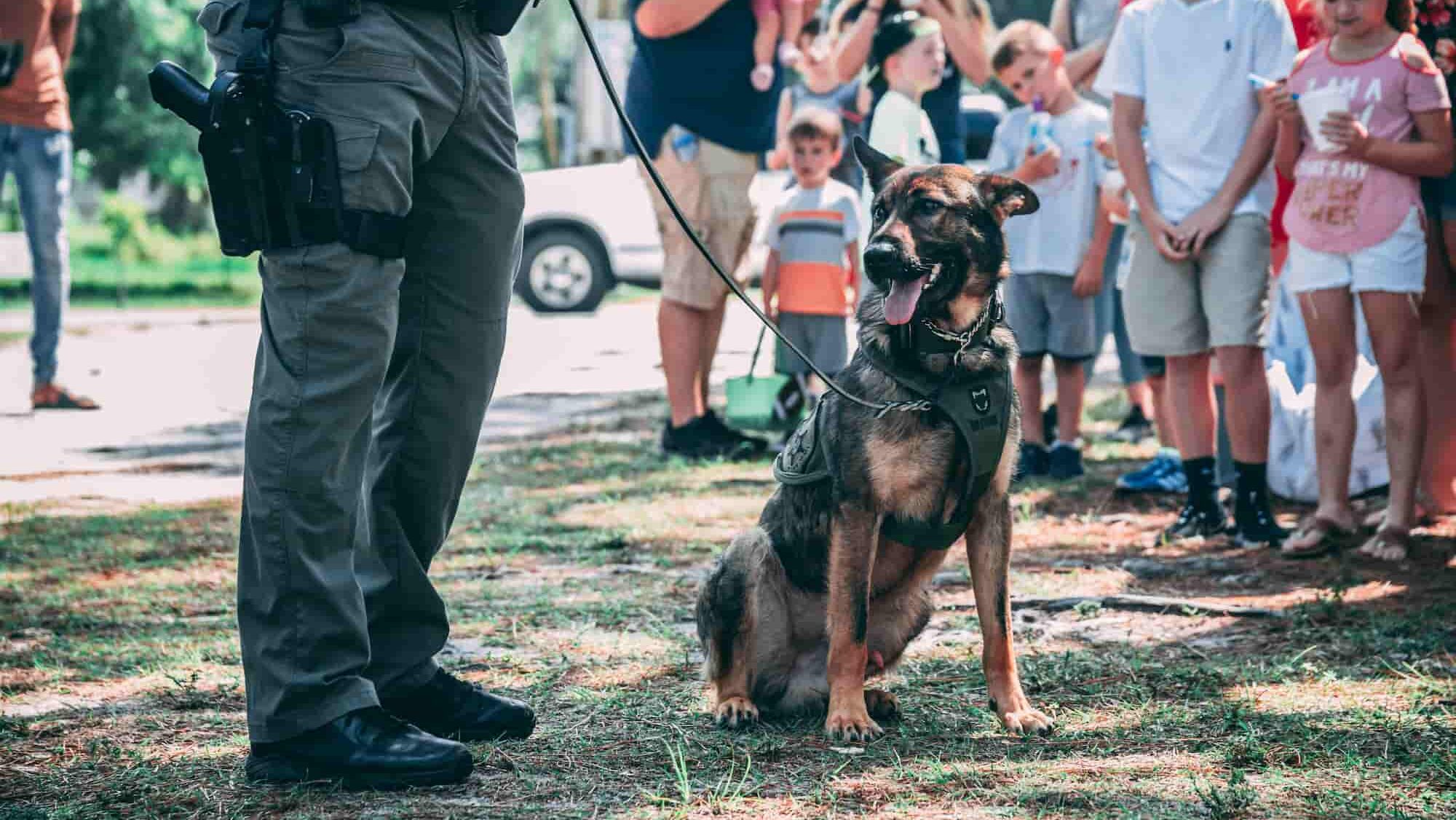 NSW police frequently bring sniffer dogs to pubs, music events and festivals to discourage attendees who may be carrying or consuming illicit drugs